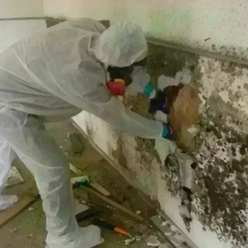 Mold Remediation and Removal in Crockett, TX